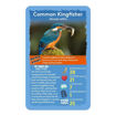 Picture of TOP TRUMPS BIRDS